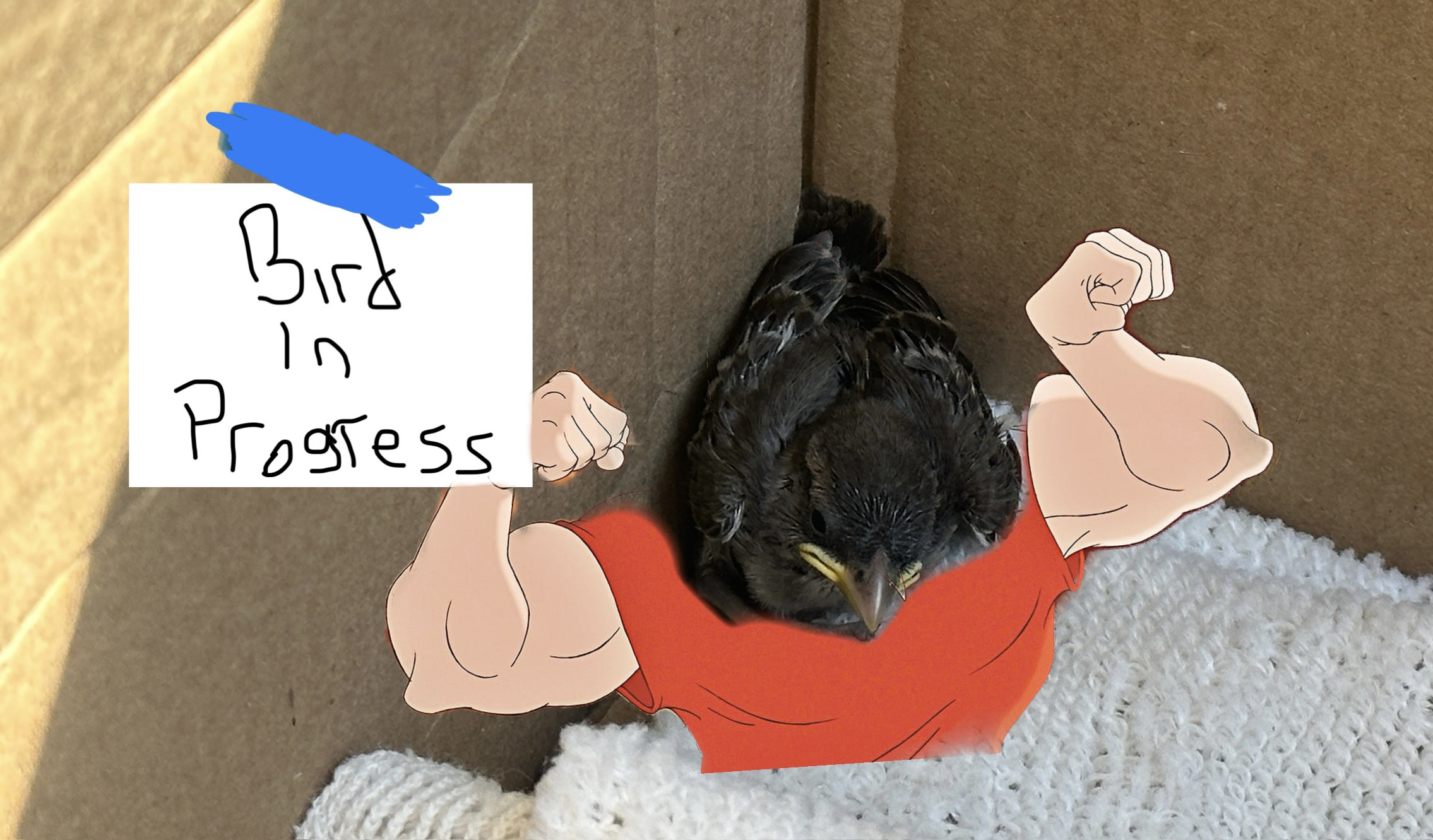 Sparrow named Gaston